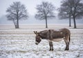 A donkey stands in a snowy field, surrounded by sparse trees with bare branches. Snowflakes fall Royalty Free Stock Photo