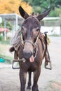 Donkey sticks his tongue