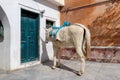 Donkey on the street in Oia village, Santorini island Royalty Free Stock Photo