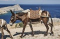 Donkey on the street of the town of Lindos