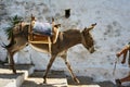 Donkey on the streets of the town of Lindos