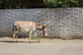 The donkey in the streets of the Vank village