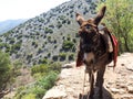 A donkey in summer mountains, the Greek island of Crete Royalty Free Stock Photo