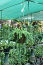 Donkey tail sedum burrito tail, or baby donkey tail in a hanging pot