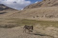 Donkey Tajikistan Khargush Pass