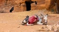 Donkey take a rest. Bedouins and their animals. Transport in Petra reserve. Royalty Free Stock Photo