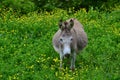 Donkey in tall green grass Royalty Free Stock Photo