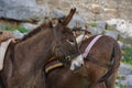 Donkey taxi - donkeys used to carry tourists to Acropolis of Lindos, Rhodes, Greece Royalty Free Stock Photo