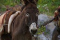 Donkey taxi - donkeys used to carry tourists to Acropolis of Lindos, Rhodes, Greece Royalty Free Stock Photo