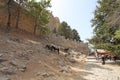 Donkey taxi in Lindos Rhodes island, Greece Royalty Free Stock Photo