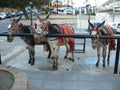 Donkey taxi in Mijas Royalty Free Stock Photo