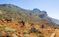 Donkey taxi near Balos Beach, Gramvoussa Peninsula, Balos Bay, Gramvousa Peninsula, Crete, Greek Islands, Greece, Europe Royalty Free Stock Photo