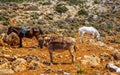 Donkey taxi near Balos Beach, Gramvoussa Peninsula, Balos Bay, Gramvousa Peninsula, Crete, Greek Islands, Greece, Europe Royalty Free Stock Photo