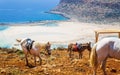 Donkey taxi near Balos Beach, Gramvoussa Peninsula, Balos Bay, Gramvousa Peninsula, Crete, Greek Islands, Greece, Europe Royalty Free Stock Photo