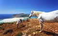 Donkey taxi near Balos Beach, Gramvoussa Peninsula, Balos Bay, Gramvousa Peninsula, Crete, Greek Islands, Greece, Europe