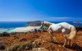 Donkey taxi near Balos Beach, Gramvoussa Peninsula, Balos Bay, Gramvousa Peninsula, Crete, Greek Islands, Greece, Europe