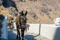 Donkey taxi up the steep hills in Thirassia in Greece. Royalty Free Stock Photo