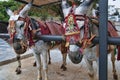 Donkey Taxis in Mijas one of the most beautiful 'white' villages