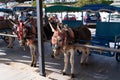 Donkey taxis Mijas Pueblo, Spain pueblos blancos Royalty Free Stock Photo