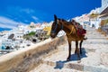 Donkey taxis in Santorini, Greece Royalty Free Stock Photo