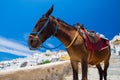 Donkey taxis in Santorini, Greece Royalty Free Stock Photo