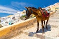 Donkey taxis in Santorini, Greece Royalty Free Stock Photo