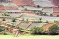 Donkey and Terraces