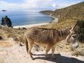 Donkey At Titicaca