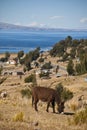 Donkey on Titicaca lake Royalty Free Stock Photo