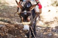 Donkey to transport tourists Royalty Free Stock Photo