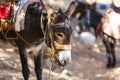 Donkey to transport tourists Royalty Free Stock Photo