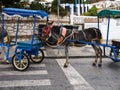 Donkey transport in Andalucia Spain which Authorities are supposed to monitor the animalÃ¢â¬â¢s welfare