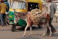 Donkey transport in Delhi