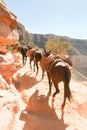 Donkey transport going up the Grand Canyon