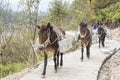 The donkey transport the stone