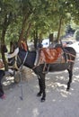 Psychro, august 29th: Donkey for trip to the Cave of Zeus in Dikti mountains from Crete island of Greece Royalty Free Stock Photo