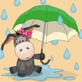 Donkey with umbrella Royalty Free Stock Photo