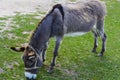 Donkey - unassuming and very stubborn animals. Royalty Free Stock Photo