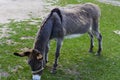 Donkey - unassuming and very stubborn animals. Royalty Free Stock Photo