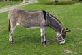 Donkey - unassuming and very stubborn animals.