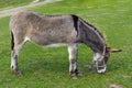 Donkey - unassuming and very stubborn animals.