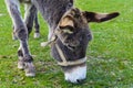 Donkey - unassuming and very stubborn animals. Royalty Free Stock Photo