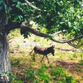 Donkey under tree Royalty Free Stock Photo