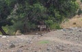 A donkey under a tree Royalty Free Stock Photo