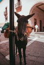 A donkey in an urban zone, downtown.