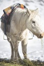 The donkey used for carrying the alpine equipment rests and eats in the base camp at 5500 of the Stok Kangri peak 6135m