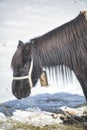 The donkey used for carrying the alpine equipment rests and eats in the base camp at 5500 of the Stok Kangri peak 6135m