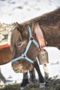 The donkey used for carrying the alpine equipment rests and eats in the base camp at 5500 of the Stok Kangri peak 6135m