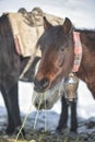 The donkey used for carrying the alpine equipment rests and eats in the base camp at 5500 of the Stok Kangri peak 6135m