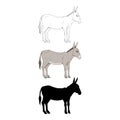 Donkey. Vector Set of Different Style Illustrations